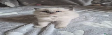 Ragdoll Kitten 2