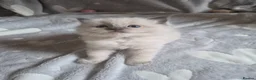 Ragdoll cats for sale: Ragdoll type kittens  in Hull - Advert 13