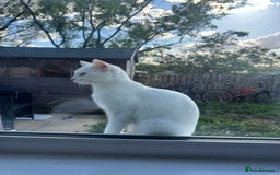 Domestic Shorthair cats for sale: Snow White sisters ❄️🥰 - Image 6