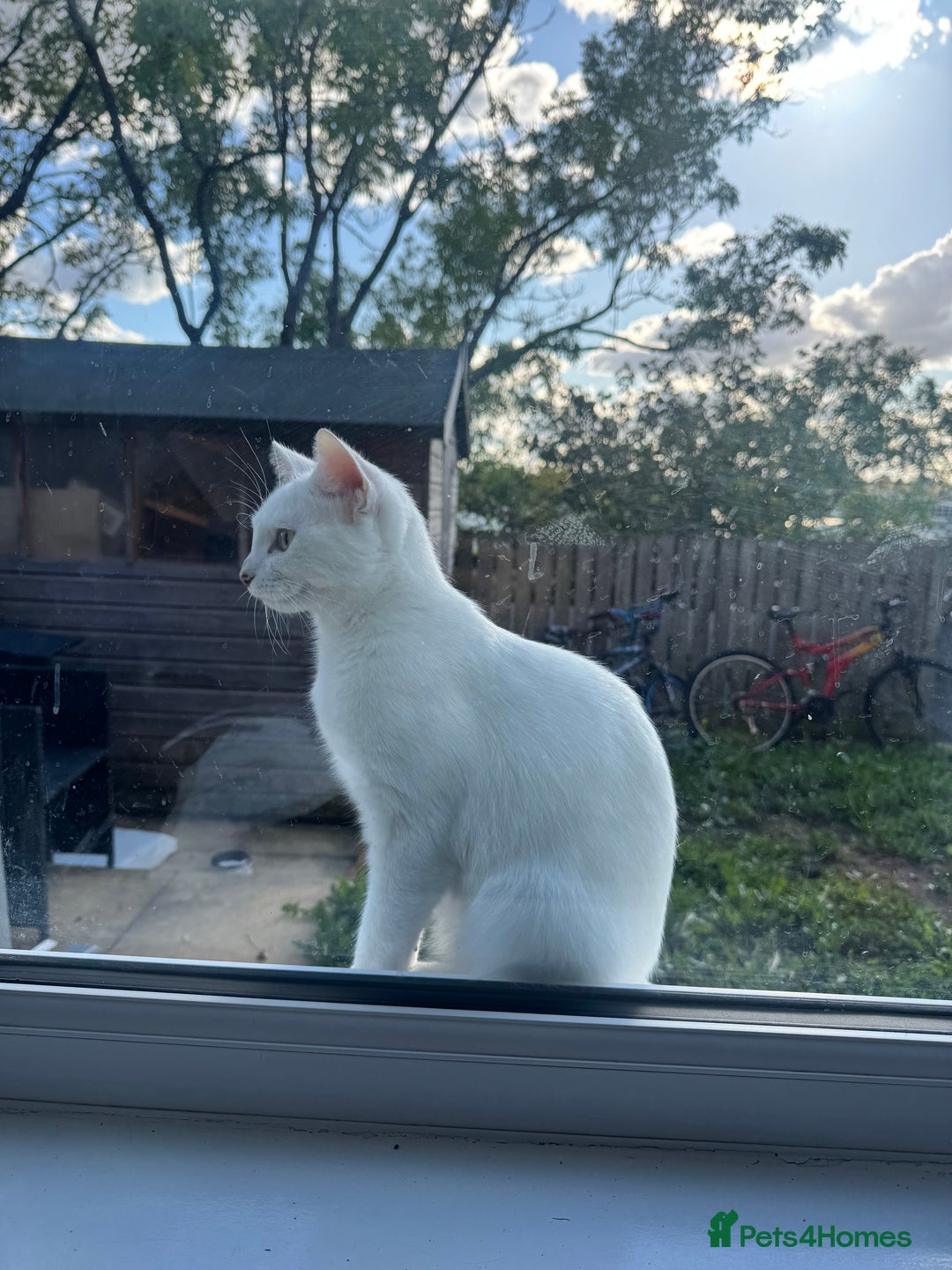 Domestic Shorthair cats for sale: Snow White sisters ❄️🥰 - Image 6