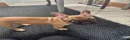 French Bulldog dogs for sale: 3 French bulldog puppies ready to find their home  - Advert 5