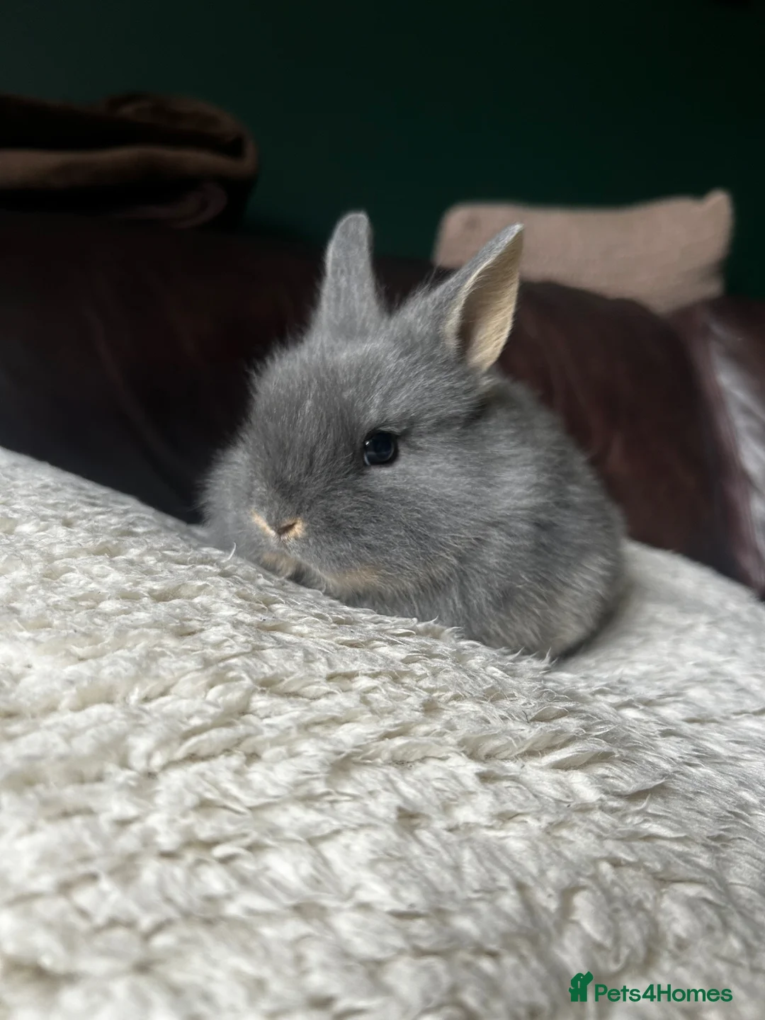 Lionhead rabbits for sale: Lionhead dwarf baby rabbit - ready to go 15th May  - Advert 1
