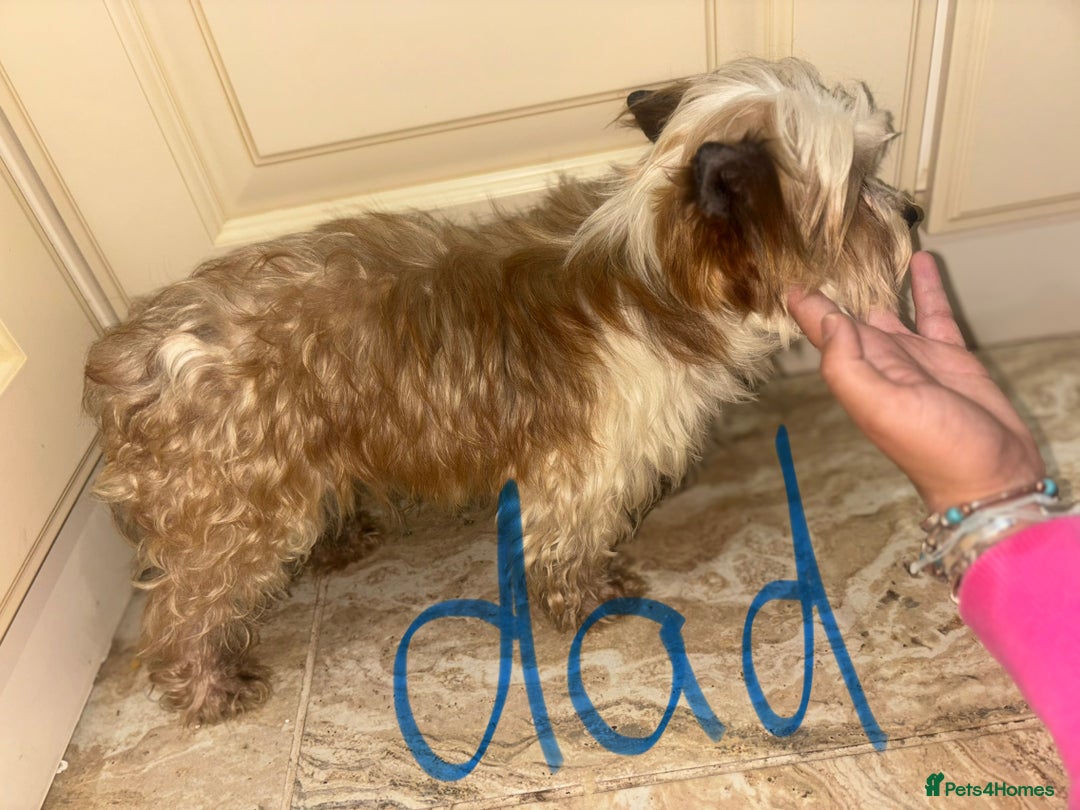 Mixed Breed dogs for sale: Jack Russell X biewer pups - Advert 4