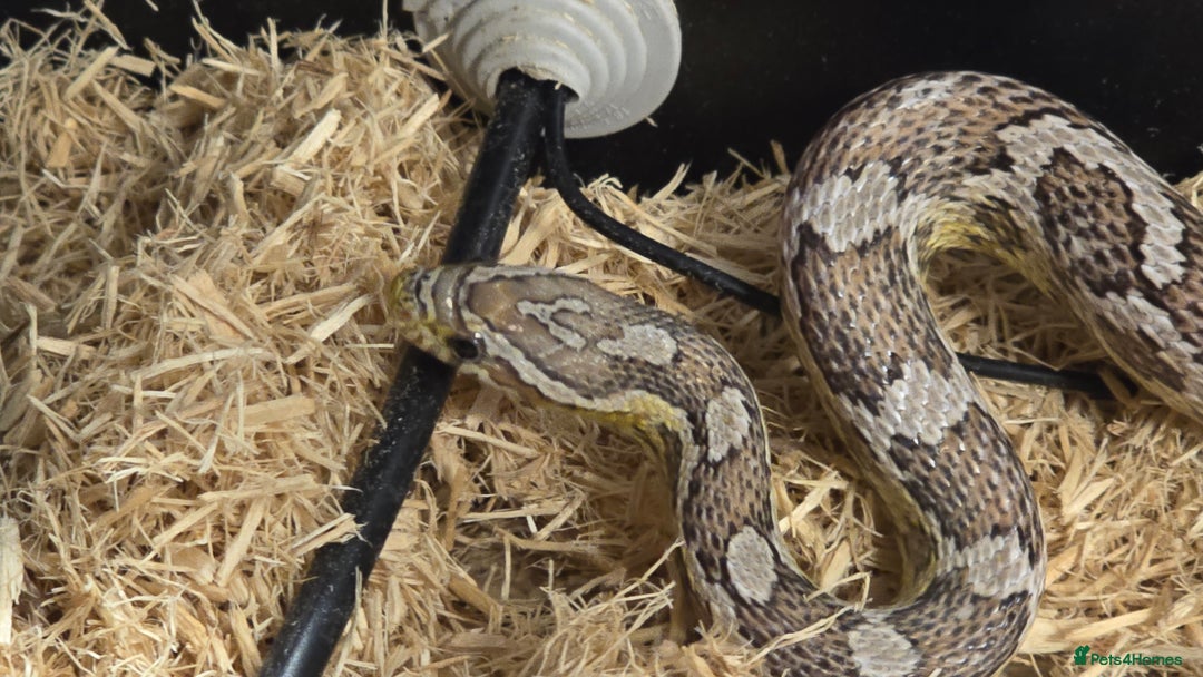 Corn Snake reptiles for sale: 11 Month Anery Corn Snake, Full Viv Setup - Advert 5