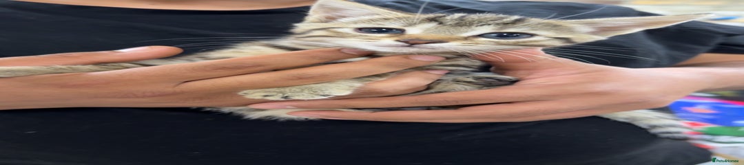 Domestic Shorthair Kitten 3