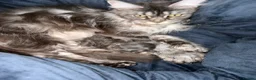 Maine Coon cats for sale: 💙 POLYDACTYL MAINE COON – SOLID BLUE BOY 💙 - Advert 2