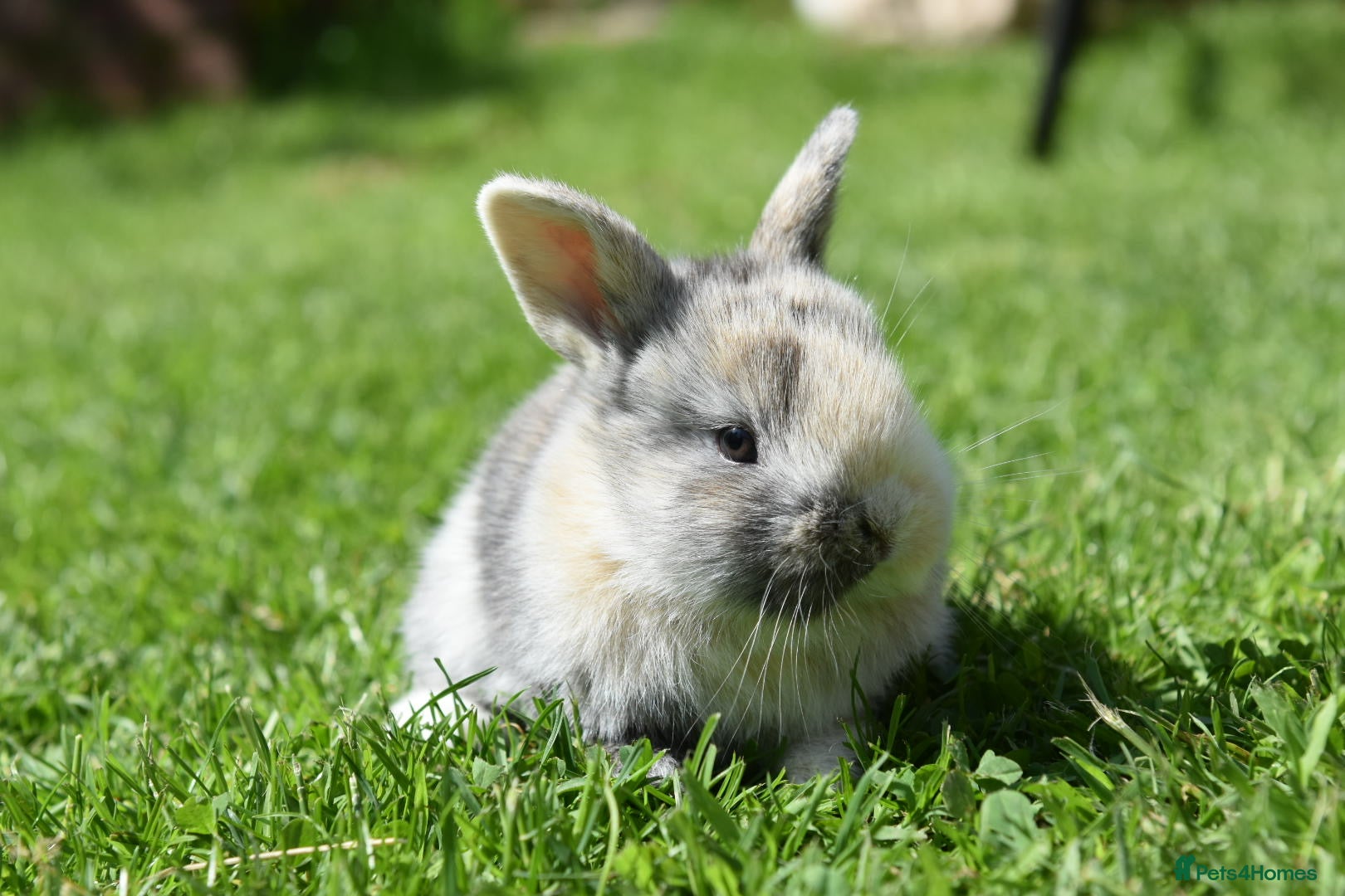 Lionhead rabbits for sale: Baby Lionhead x Lops Looking For New Home - Advert 17