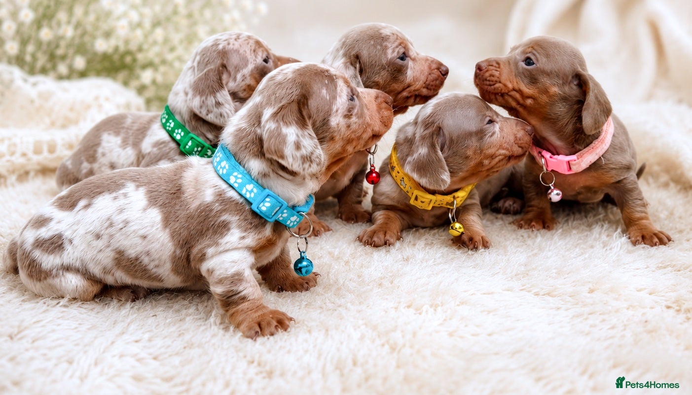Miniature Dachshund dogs KC Mini Dachshund Puppies Isabella Dapple 🔥 - Advert 2
