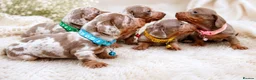 Miniature Dachshund dogs for sale: KC Mini Dachshund Puppies Isabella Dapple 🔥 - Advert 3