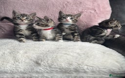 Mixed Breed cats for sale: Kittens  - Image 4
