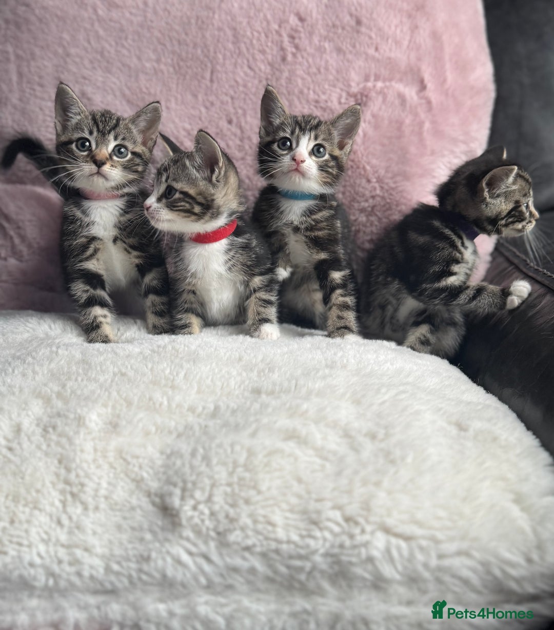 Mixed Breed cats for sale: Kittens  - Image 4