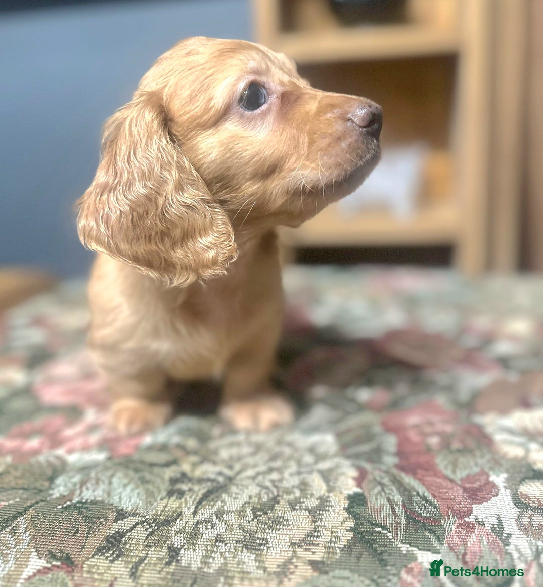Miniature Dachshund dogs for sale: Cream Mini long hair Dachshunds - Advert 11