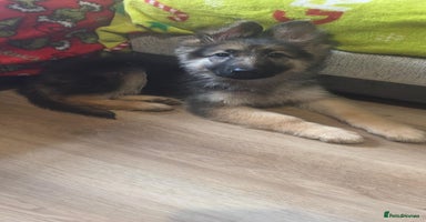 German Shepherd dogs - Advert 11