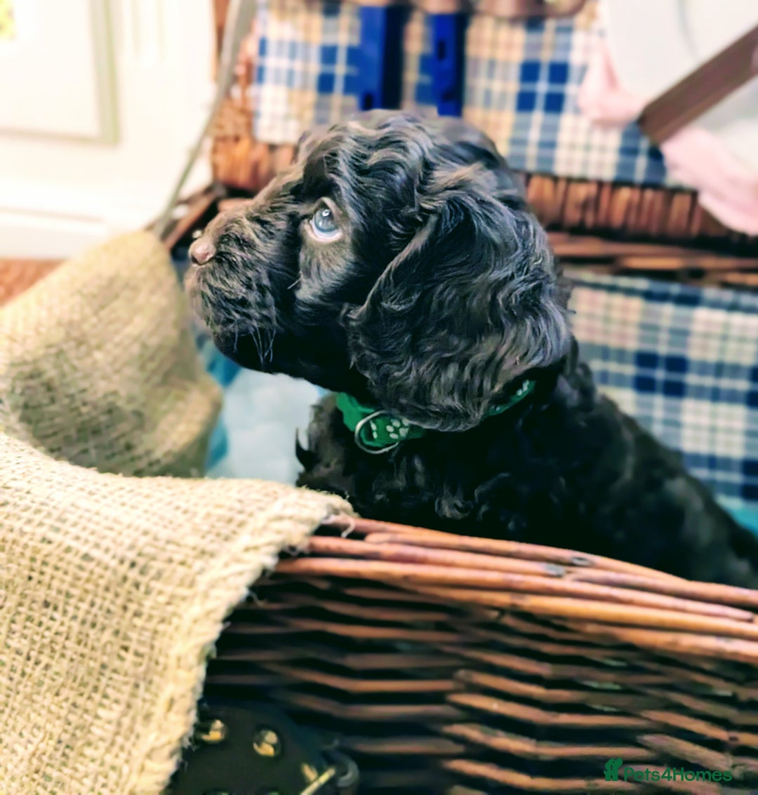 Cockapoo dogs for sale: 4 males and 1 female, chocolate coated cockerpoos  - Image 13