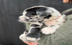 Mixed Breed dogs for sale: Mastiff pups available  - Image 8
