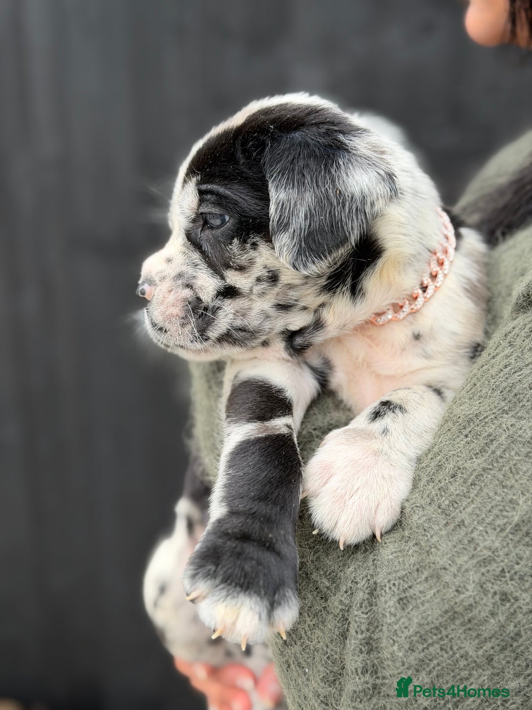 Mixed Breed dogs for sale: Mastiff pups available  - Image 8