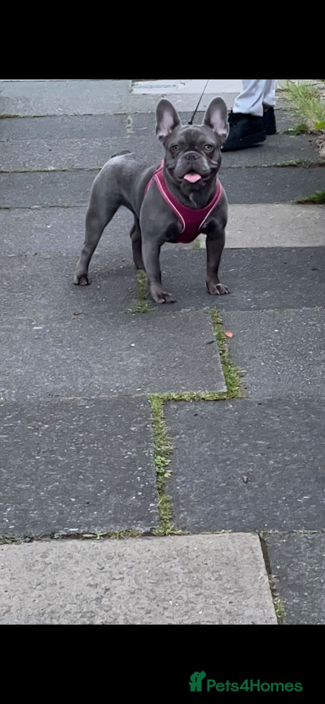 French Bulldog dogs for sale: Girl French bulldog  - Advert 3