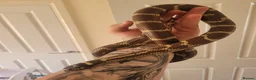 King Snake reptiles for sale: King Snake in Telford - Advert 2