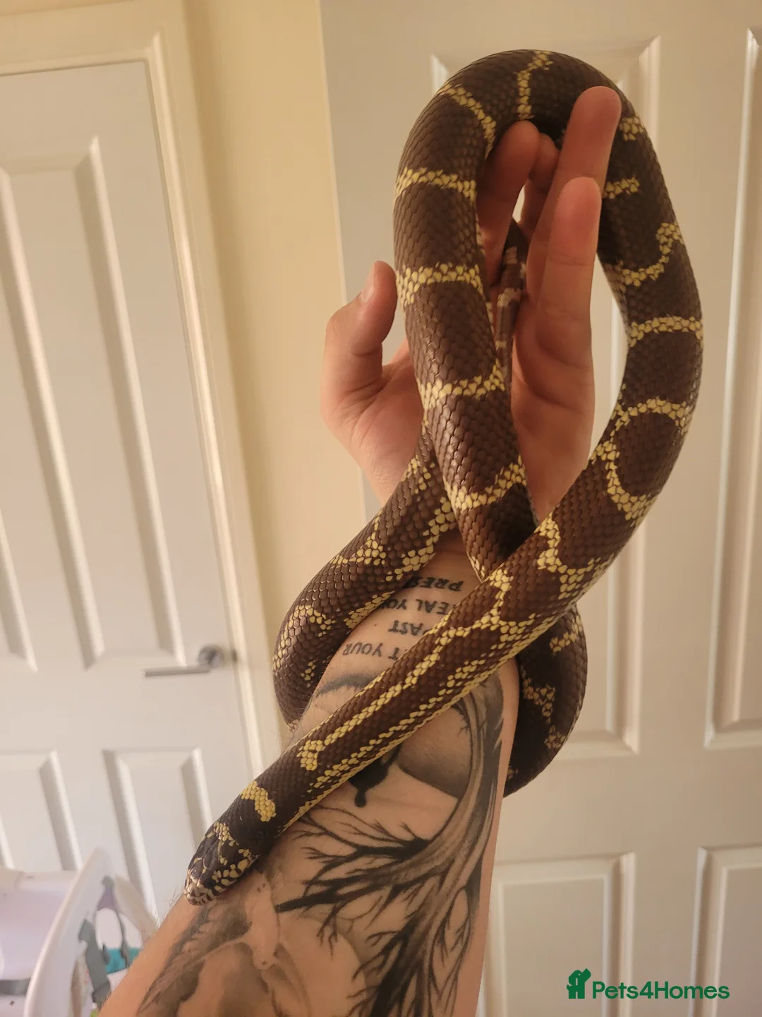 King Snake reptiles for sale: King Snake in Telford - Advert 2