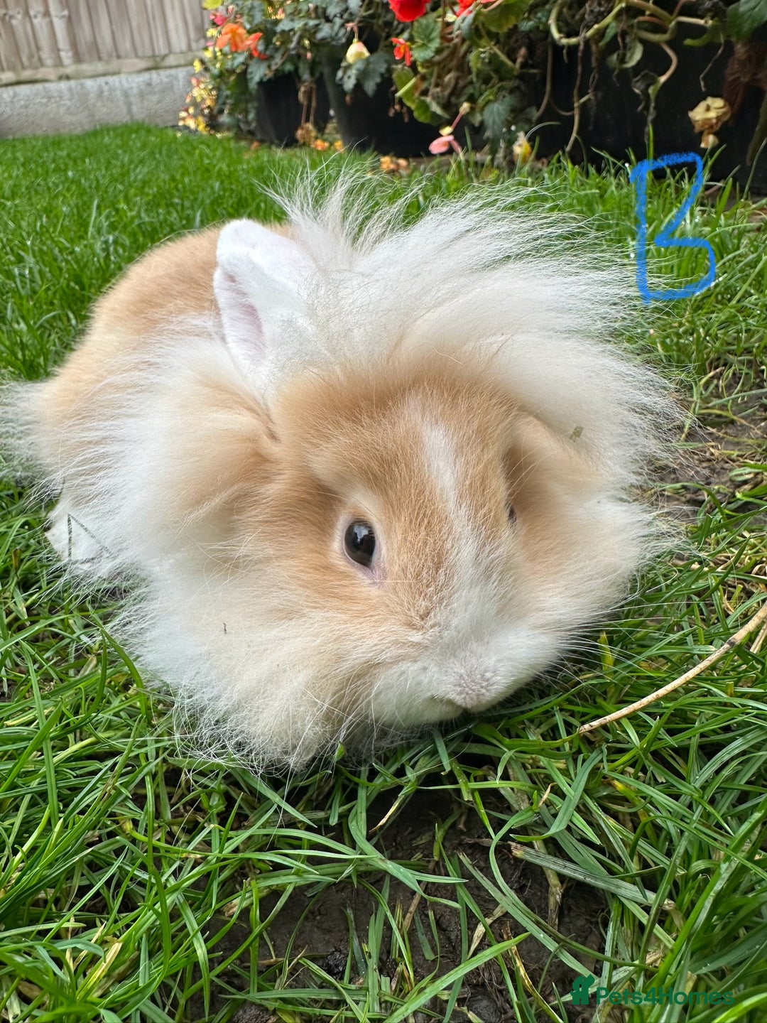 Lionhead rabbits for sale: Lionhead Rabbits For Sale  - Advert 16