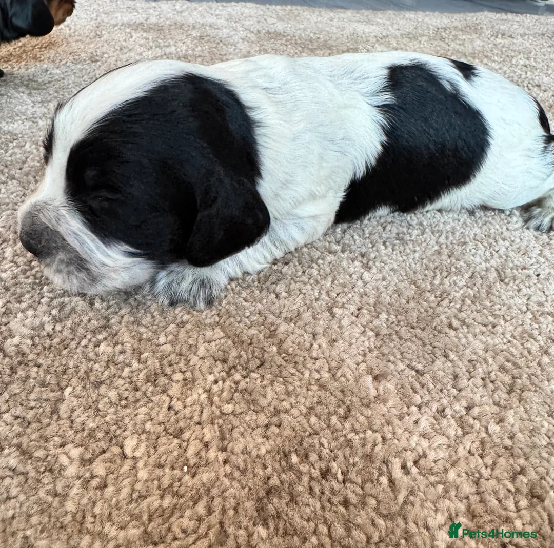 Cocker Spaniel dogs for sale: Cocker spaniel puppies - Advert 5