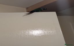 Conures birds for sale: Handreared green cheek Conures 16 weeks old - Image 3