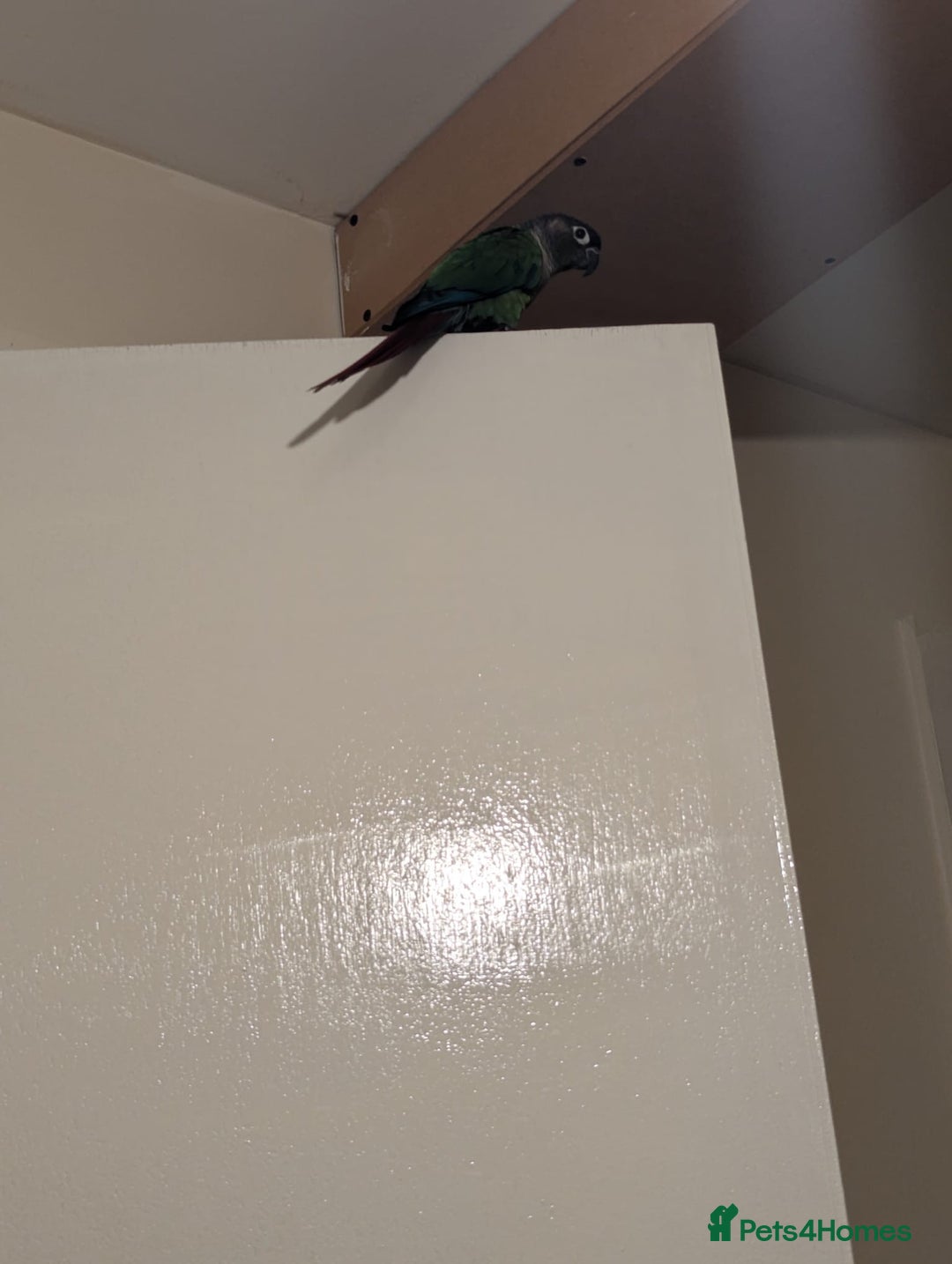Conures birds for sale: Handreared green cheek Conures 16 weeks old - Image 3