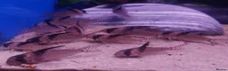 Other/Mixed Breed fish for sale: Manchester Pet's and Aquatics - Full Stock List - Advert 8
