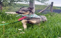 Mixed Breed dogs for adoption: 💖🐶 POLA 🐶💖 - Image 4