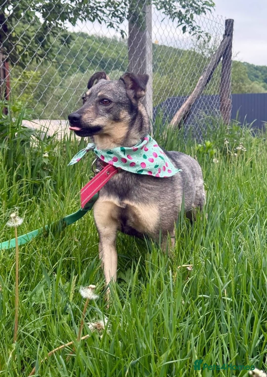 Mixed Breed dogs for adoption: 💖🐶 POLA 🐶💖 - Image 4