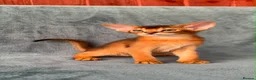 Abyssinian cats for sale: Gorgeous Abyssinian ruddy girls🤎❤️ - Advert 7