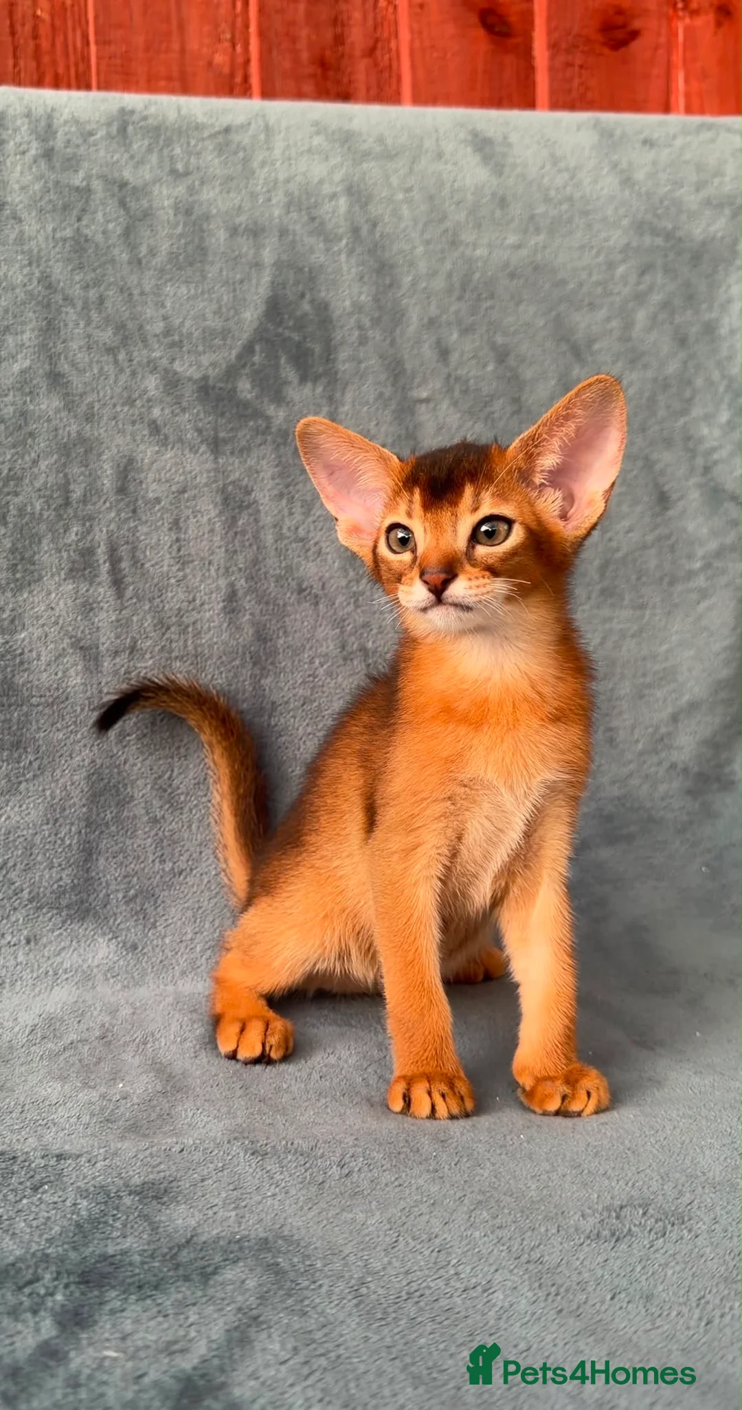 Abyssinian cats for sale: Gorgeous Abyssinian ruddy girls🤎❤️ - Advert 7