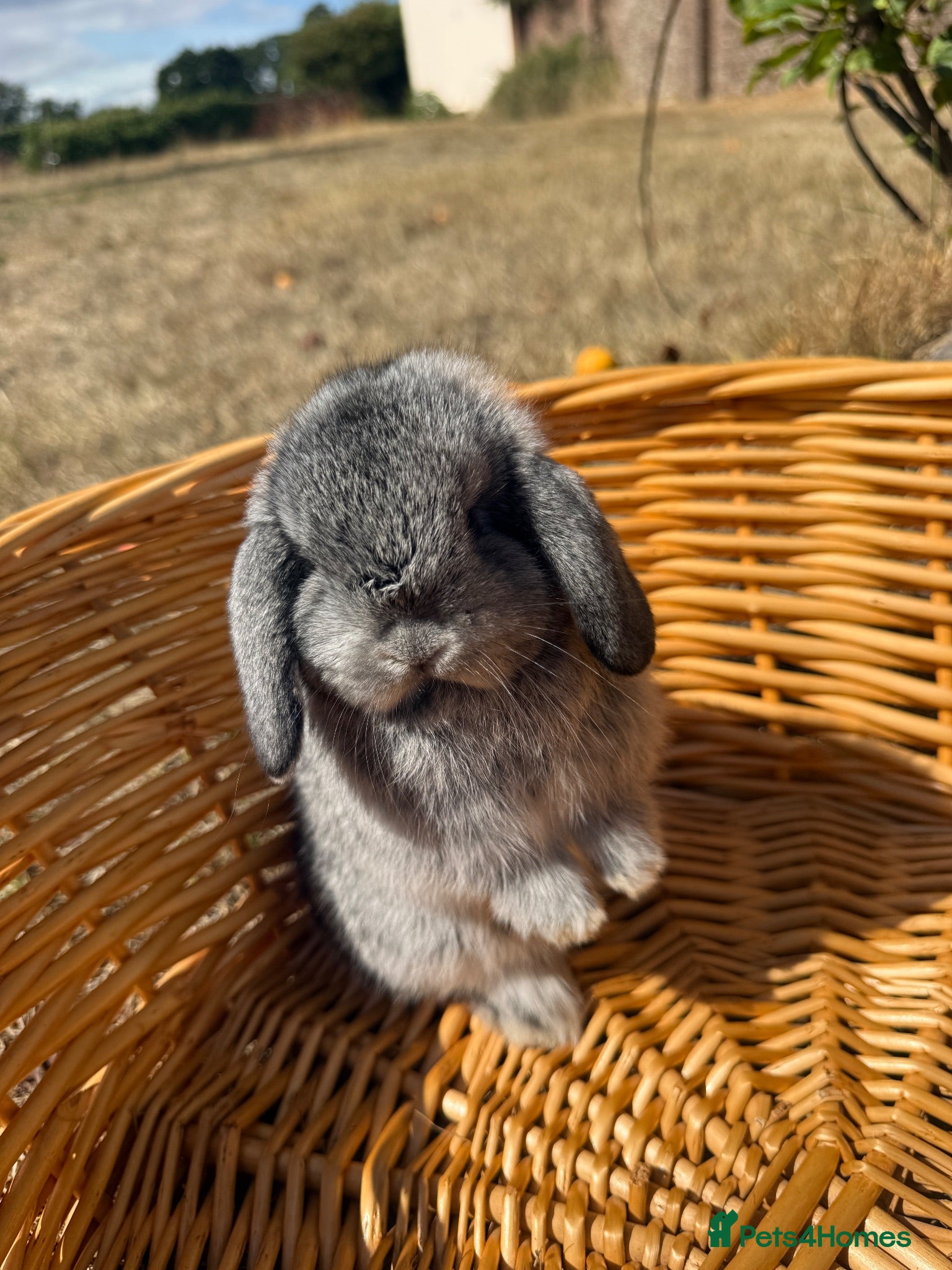 Mini Lop rabbits 🩶 ABSOLUTELY STUNNING CHIN CROSS BUCK 🩶 - Advert 15
