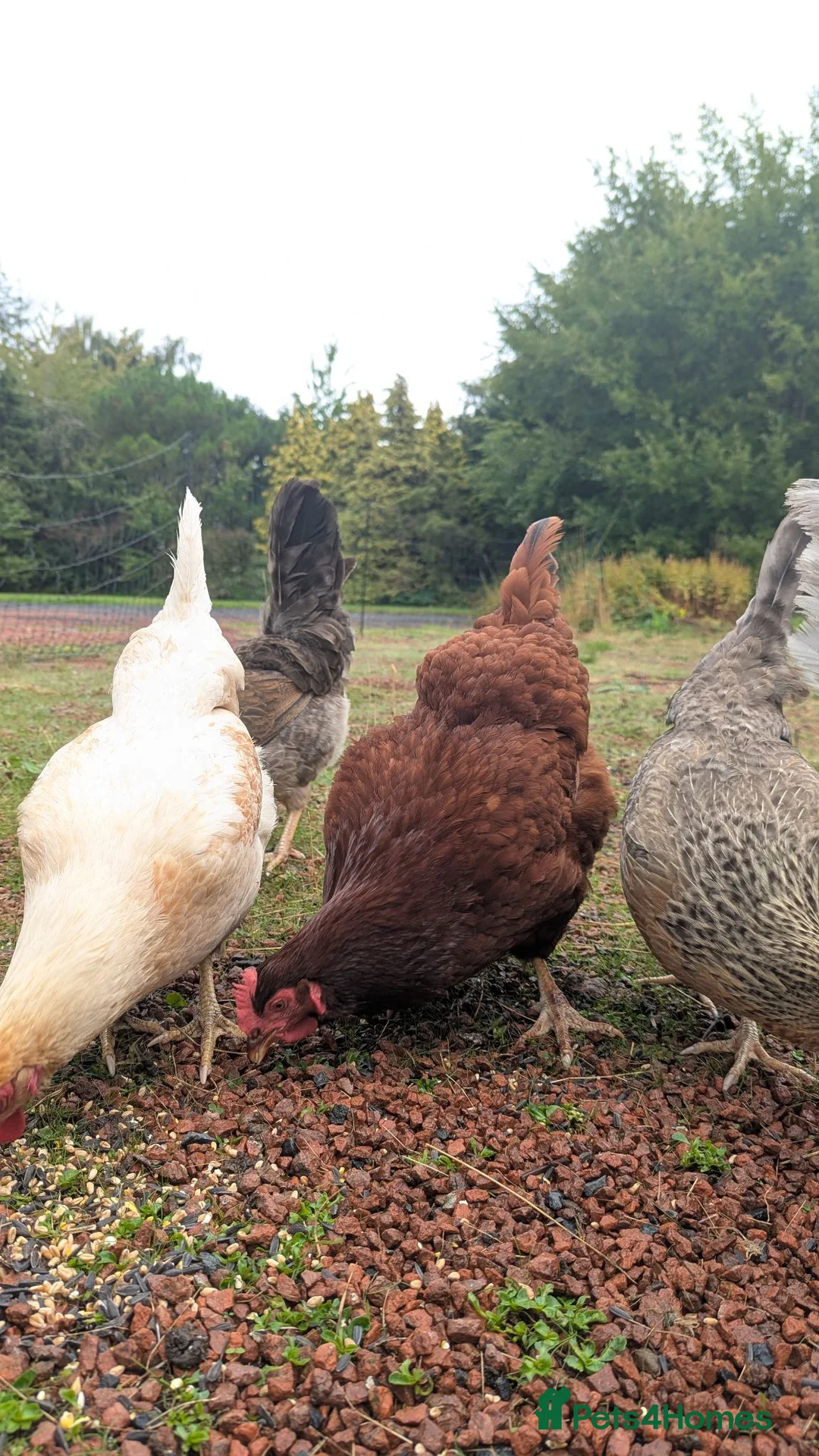 Chickens poultry for sale: Small mixed flock of full breed chickens  - Advert 2