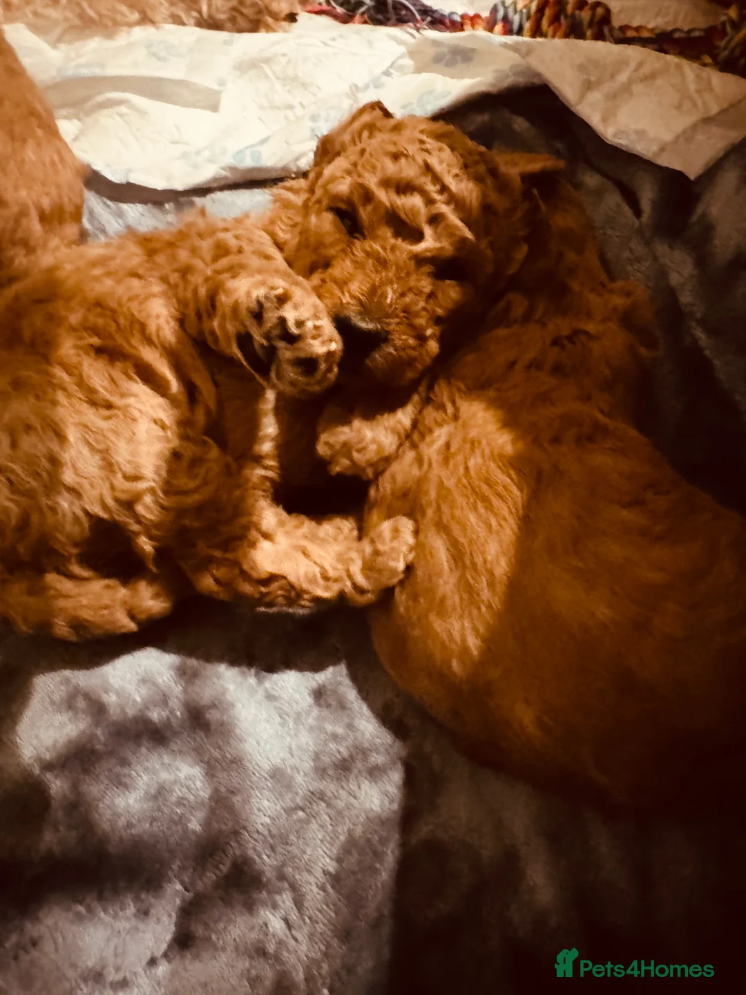 Labradoodle dogs for sale: F2bb labradoodle  - Advert 21