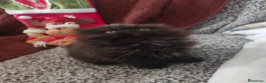 Persian 1