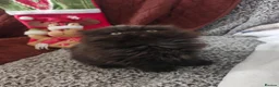Persian cats for sale: Pure Persian prince and princess  - Advert 4