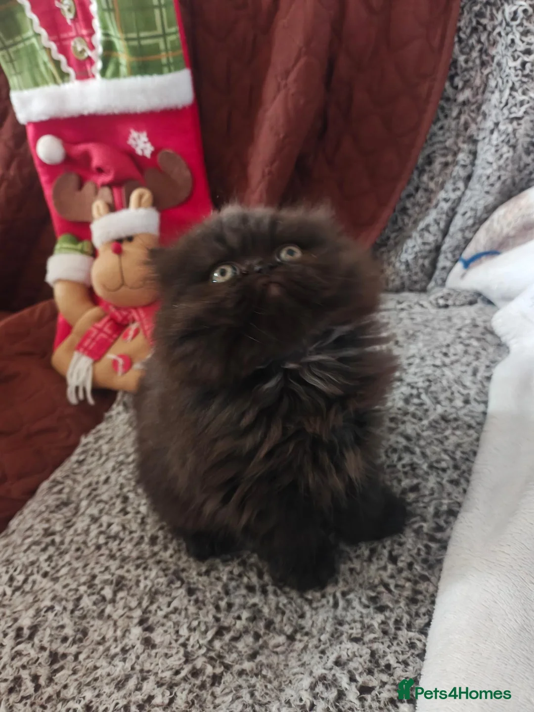 Persian cats for sale: Pure Persian prince and princess  - Advert 4