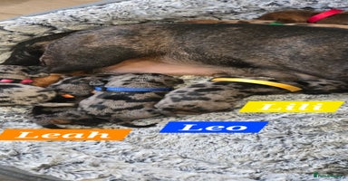 Dachshund dogs - Advert 11