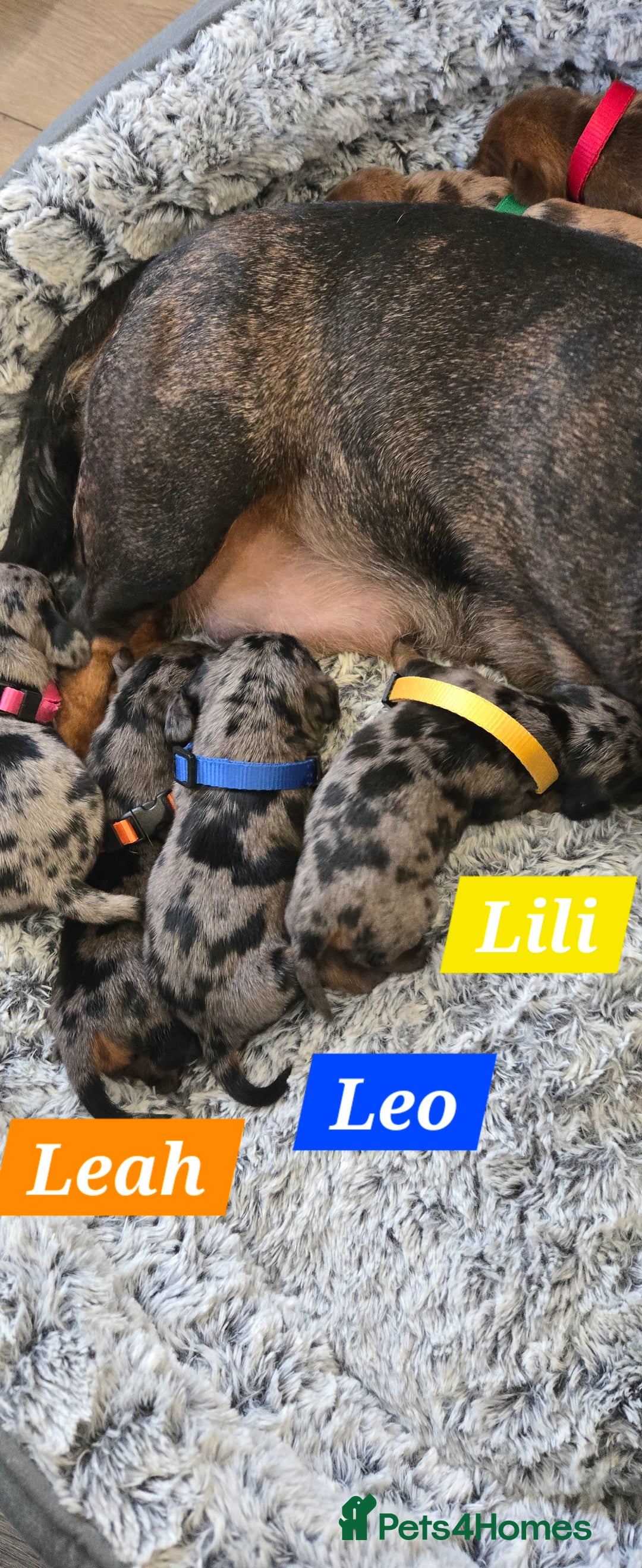 Dachshund dogs for sale: Beautiful Dapple Dachunds - Image 2