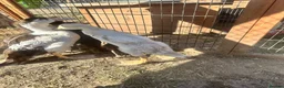 Ducks poultry for sale: Muscovy Indian runner duckling  - Advert 5