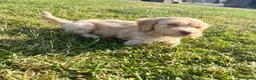 Cockapoo dogs for sale: Gorgeous F1 Cockapoo Puppies 🩷 - Advert 28
