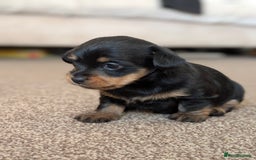 Mixed Breed dogs for sale: Pomchi x Dachshund 3 females  - Advert 13