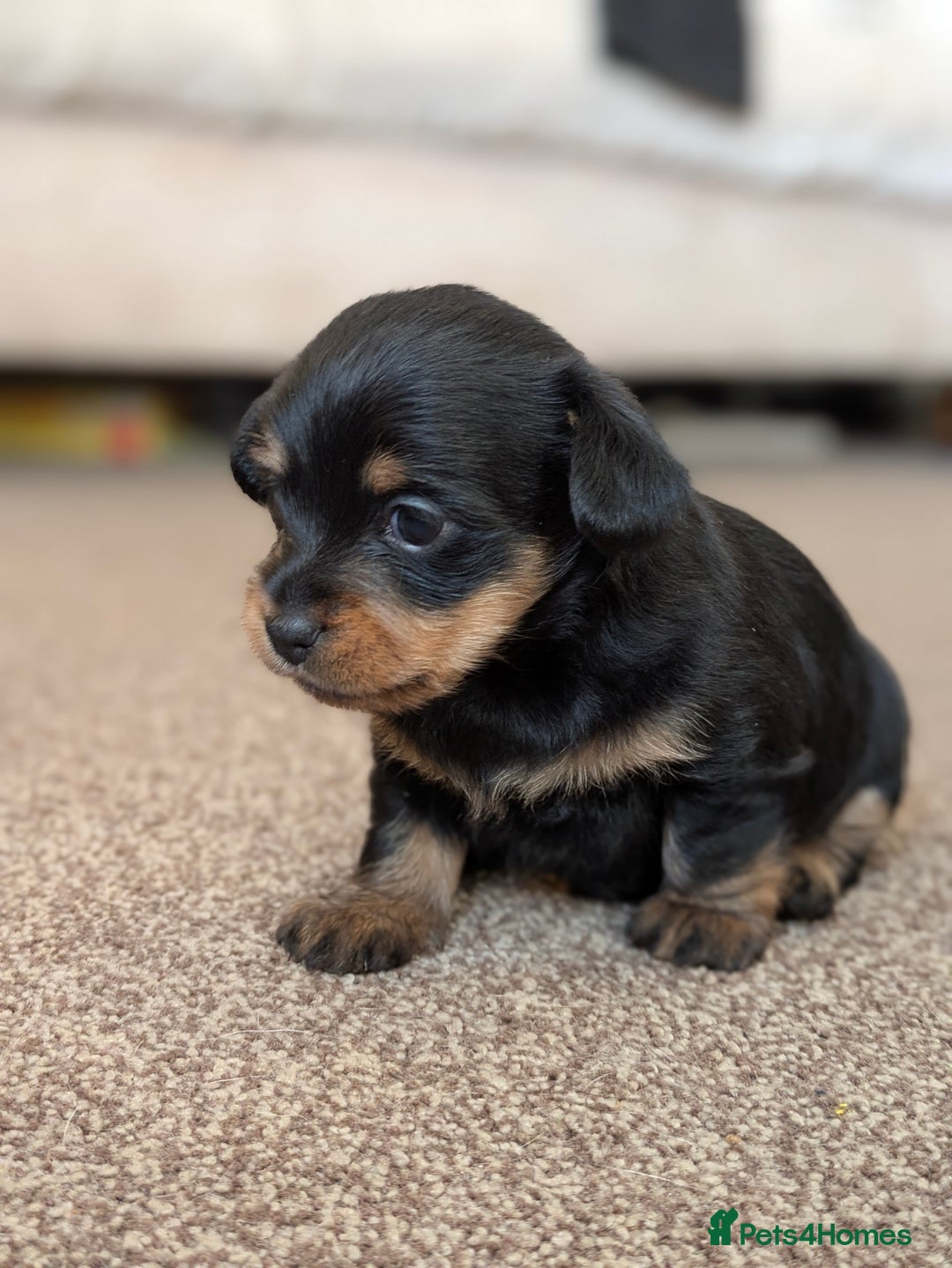 Mixed Breed dogs for sale: Pomchi x Dachshund 3 females  - Advert 13