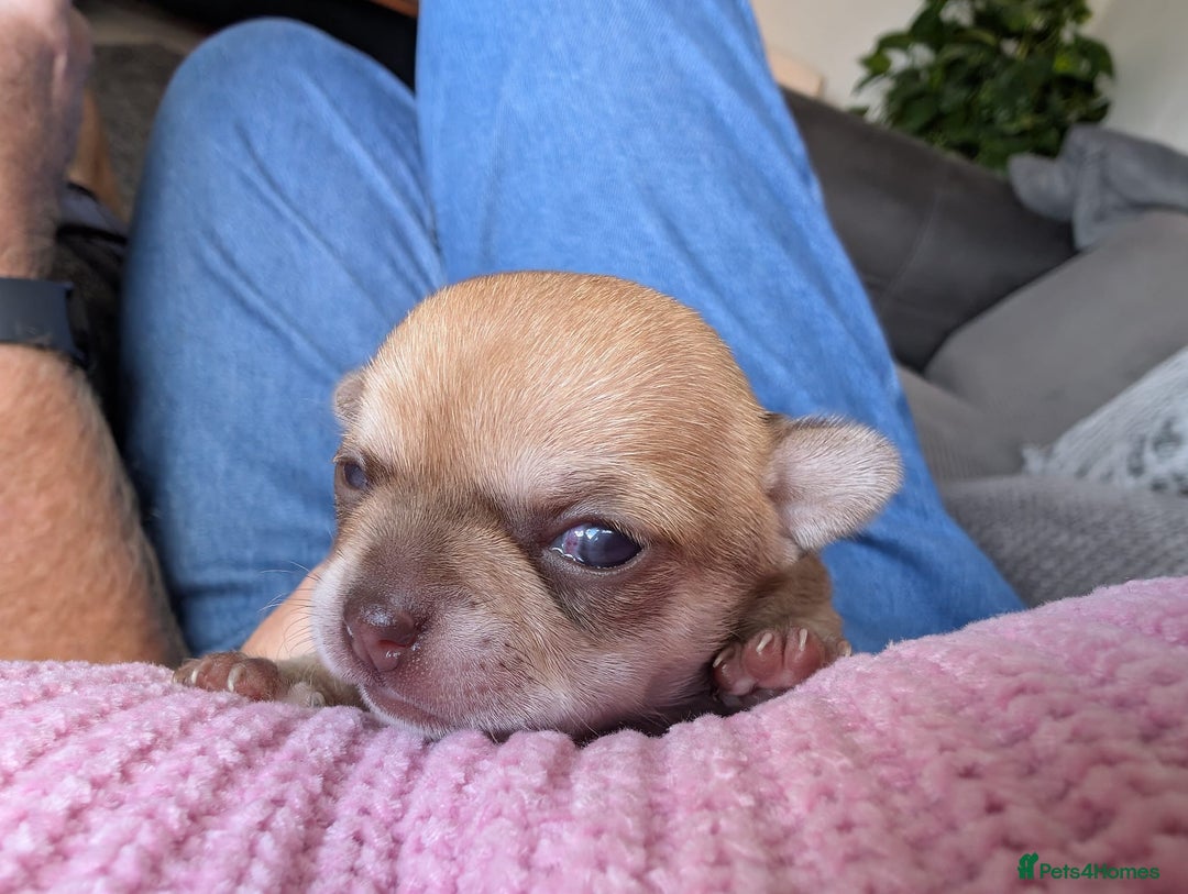 Chihuahua dogs for sale: EXCELLENT BLOODLINE SMOOTHCOAT CHIHUAHUA PUPPIES - Image 16