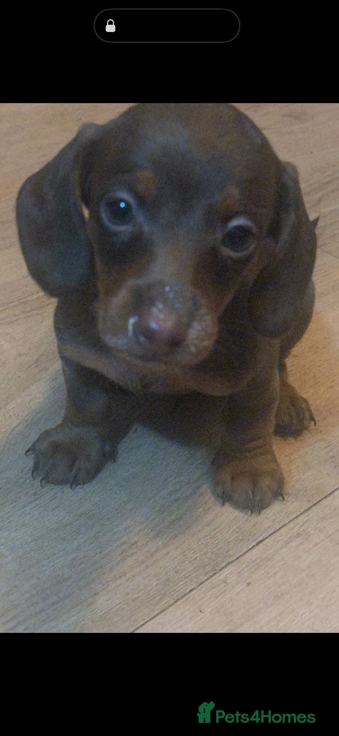 Dachshund dogs for sale: Dachshund puppies in Stourbridge - Advert 11