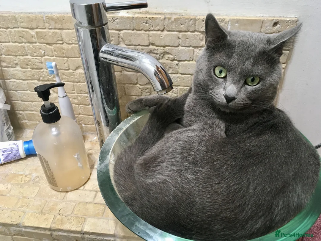 Russian Blue cats for sale: Pure Russian Blue kittens *1 boy, 1 girl left* - Advert 9