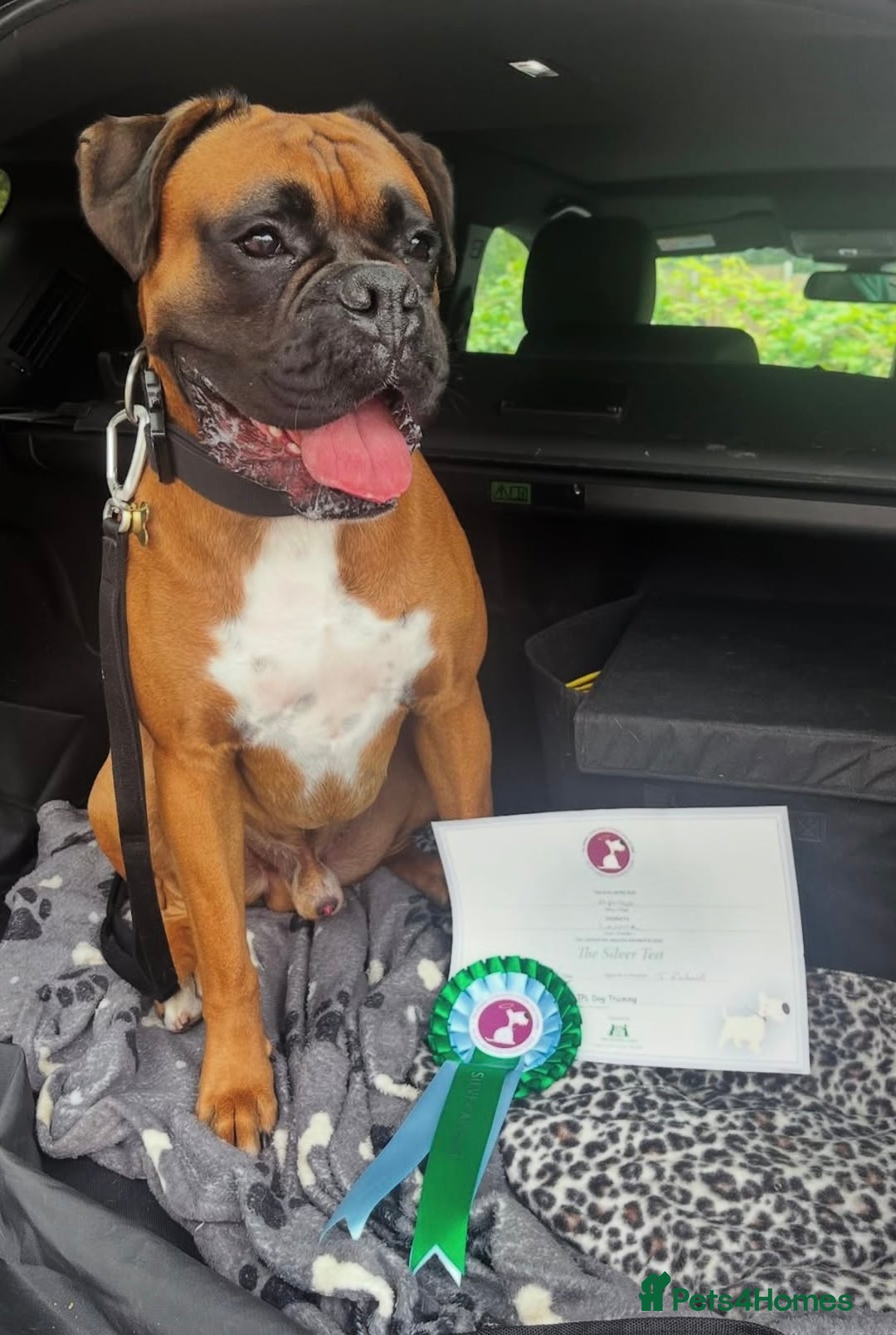 Boxer dogs for stud: KC Registered Boxer for Stud (Bobtail) - Advert 8