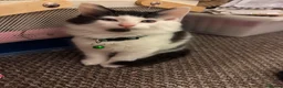Mixed Breed cats for sale: Beautiful fluffy kittens  in Pudsey - Advert 2