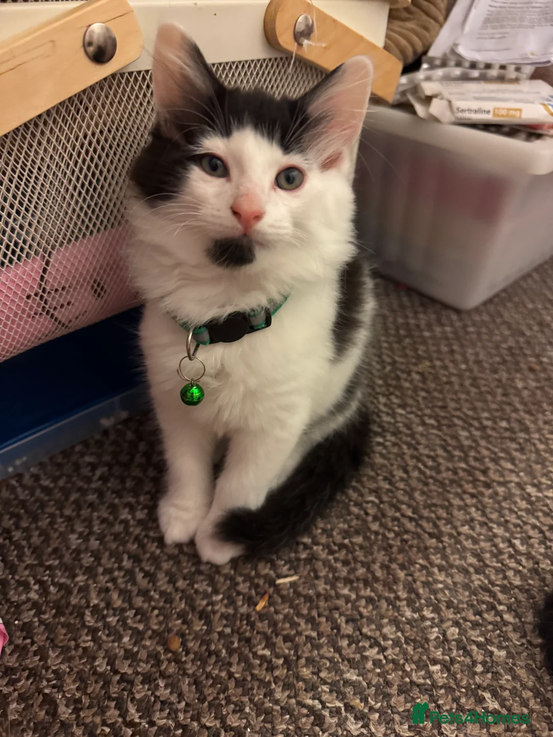 Mixed Breed cats for sale: Beautiful fluffy kittens  in Pudsey - Advert 2